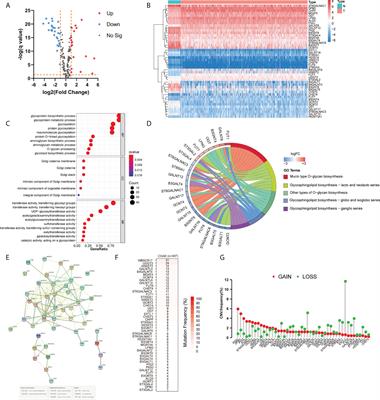 Glycosyltransferase-related long non-coding RNA signature predicts the prognosis of colon adenocarcinoma